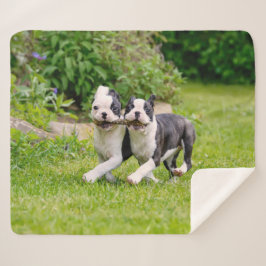 Niedliche lustige Boston Terrier Hunde spielen - Sherpadecke