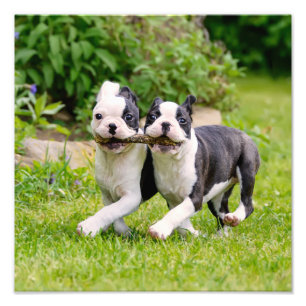 Niedliche lustige Boston Terrier Hunde Welpen spie Fotodruck