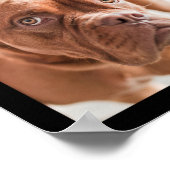 Niedliche & lustige Hunde Foto Collage Poster 2 (Ecke)