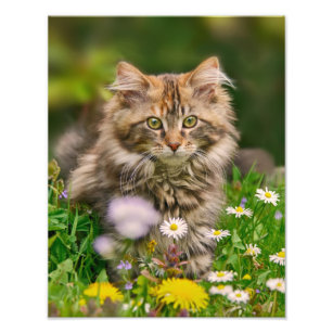 Niedliche Maine Coon Kitten Cat in einer blühenden Fotodruck