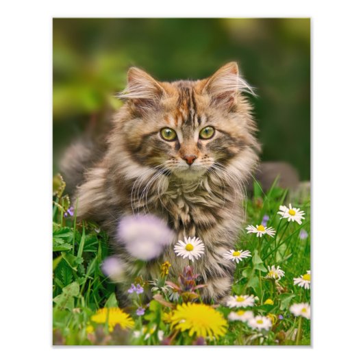 Niedliche Maine Coon Kitten Cat in einer blühenden Fotodruck (Vorne)