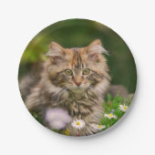 Niedliche Maine Coon Kitten Katze im Party Meadow  Pappteller (Vorderseite)