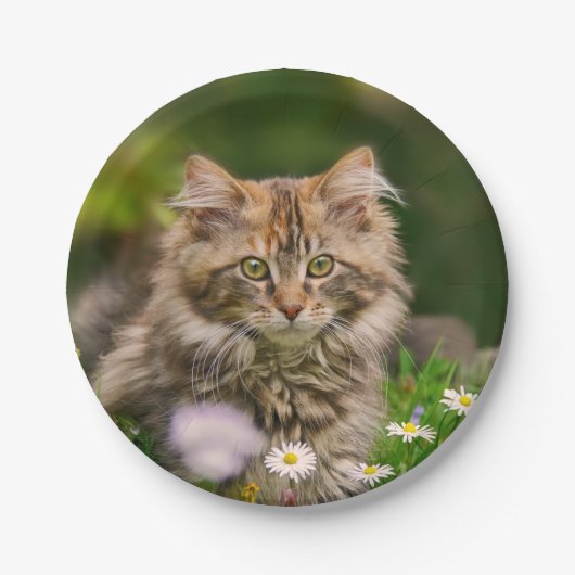 Niedliche Maine Coon Kitten Katze im Party Meadow  Pappteller (Vorderseite)