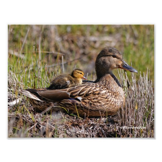 Niedliche Mama Chillin' Mallard Duck & Baby Duckli Fotodruck (Vorne)