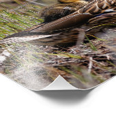 Niedliche Mama Chillin' Mallard Duck & Baby Duckli Fotodruck (Ecke)