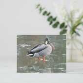 Niedliche männliche Ente auf Ice DIY Postkarte (Stehend Vorderseite)