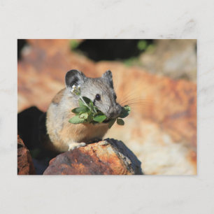 Niedliche Maus Eating Grüntöne Foto Postkarte