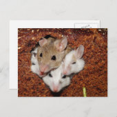 Niedliche Mausfamilie im Brotlaib Postkarte (Vorne/Hinten)