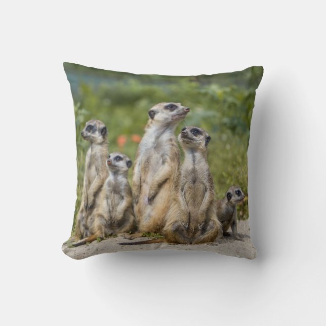 Niedliche Meerkats Kissen (Vorderseite)