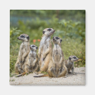 Niedliche Meerkats Magnet