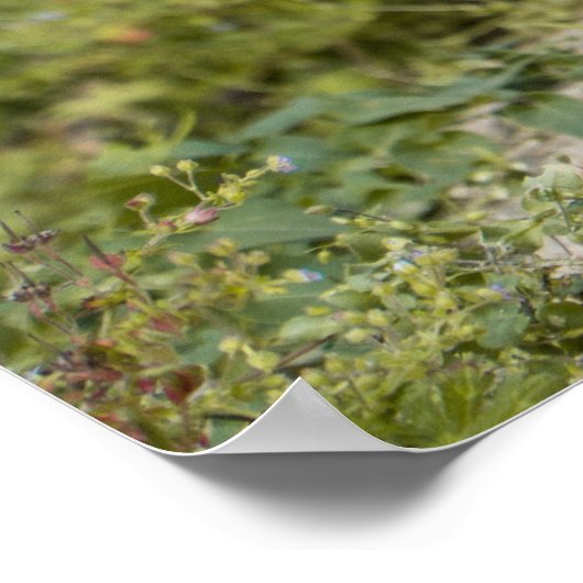 Niedliche Meerkats Poster (Ecke)