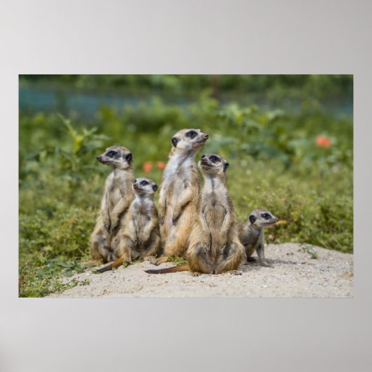 Niedliche Meerkats Poster (Vorne)