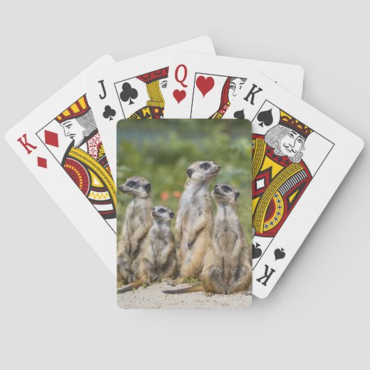 Niedliche Meerkats Spielkarten (Rückseite)