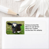 Niedliche Milchkühe (Insitu)