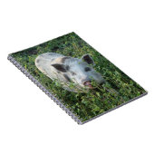 Niedliche Mini-Juliana-Schweinefleisch Notizblock (Rechte Seite)