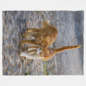 Niedliche, mitarbeitende Kätzchen laufen denselben Fleecedecke (Vorderseite (Horizontal))