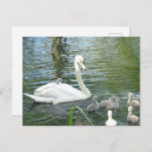 Niedliche Mutter Schwan & Babys Postkarte (Vorne/Hinten)