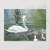 Niedliche Mutter Schwan & Babys Postkarte (Vorderseite)