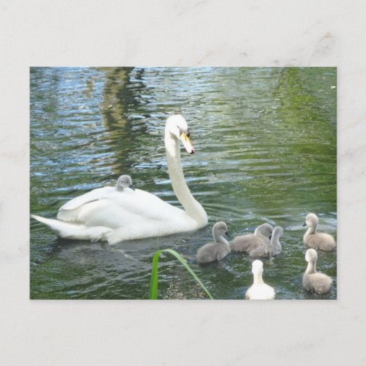 Niedliche Mutter Schwan & Babys Postkarte (Vorderseite)