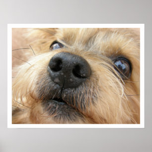Niedliche Nah-up-Fotografie von Yorkie Face Poster