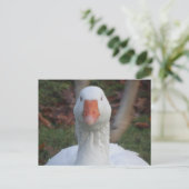 Niedliche Nahe Gänse Postkarte (Stehend Vorderseite)