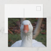 Niedliche Nahe Gänse Postkarte (Vorne/Hinten)
