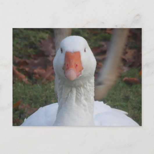 Niedliche Nahe Gänse Postkarte (Vorderseite)