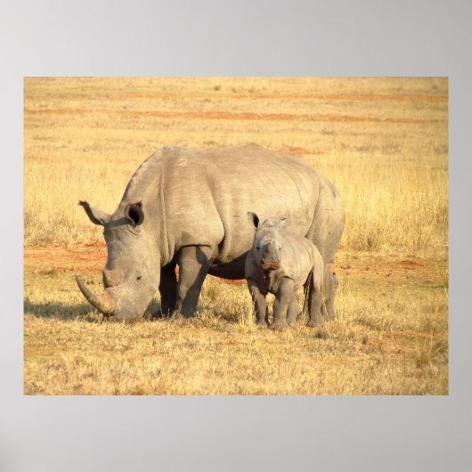 Niedliche Nashörner in Afrika Poster (Vorne)