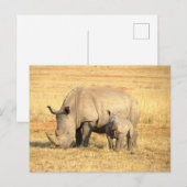 Niedliche Nashörner in Afrika Postkarte (Vorne/Hinten)