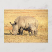 Niedliche Nashörner in Afrika Postkarte (Vorderseite)