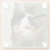 Niedliche Neugierige Katze Kitten Pneeaugen Portra Glasuntersetzer (Rückseite)