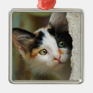 Niedliche Neugierige Katzenküche Pinselspitzen Por Silbernes Ornament