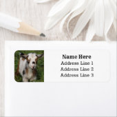 Niedliche nigerianische Zwerge Milchziege Kid Rück (Insitu)