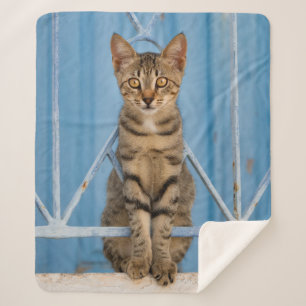 Niedliche Nosy Tabby Kitten Sitzen in einem blauen Sherpadecke