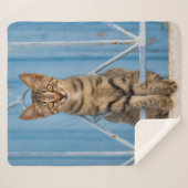 Niedliche Nosy Tabby Kitten Sitzen in einem blauen Sherpadecke (Vorderseite (Horizontal))