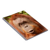 Niedliche Orang-Utan Notizblock (Rechte Seite)