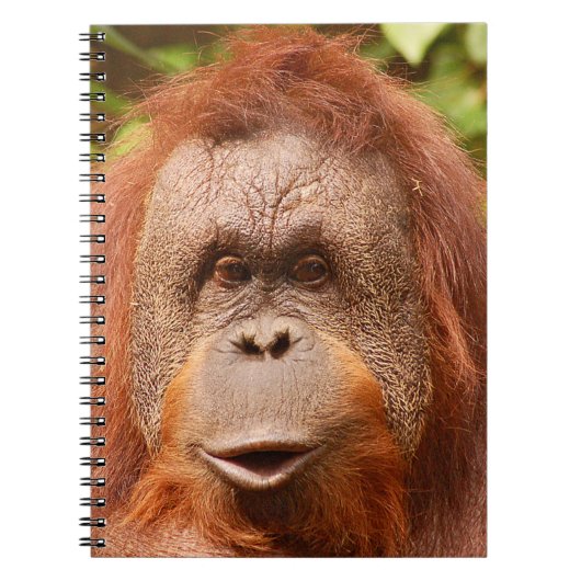 Niedliche Orang-Utan Notizblock (Vorderseite)