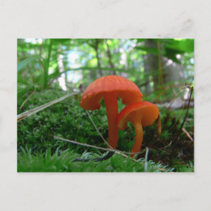 Niedliche Orange Mushrooms Postkarte