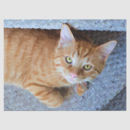 Niedliche Orangefarbene Tabby-Katze Seidenpapier