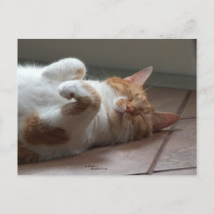 Niedliche Orangenkatze schläft Postkarte