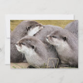 NIEDLICHE OTTERS (Vorderseite)
