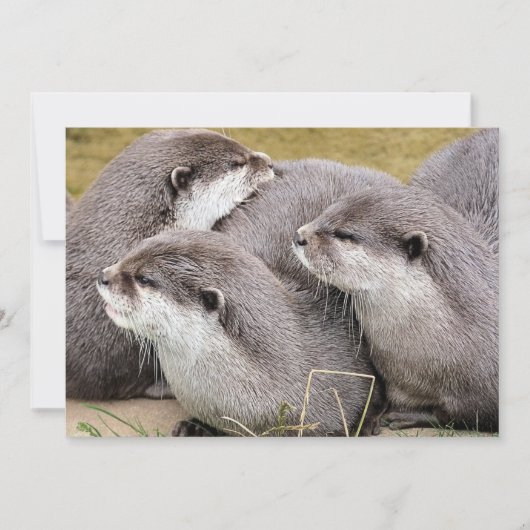 NIEDLICHE OTTERS (Vorderseite)