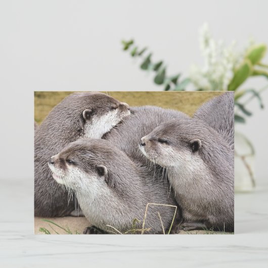 NIEDLICHE OTTERS (Stehend Vorderseite)