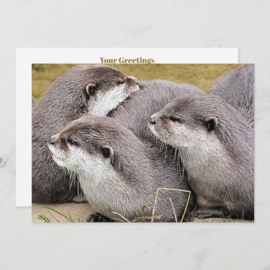 NIEDLICHE OTTERS (Vorne/Hinten)