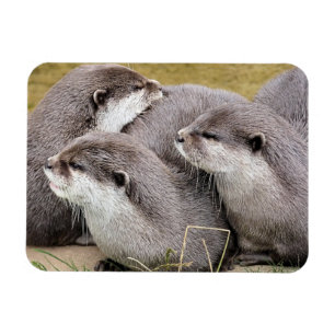 NIEDLICHE OTTERS MAGNET