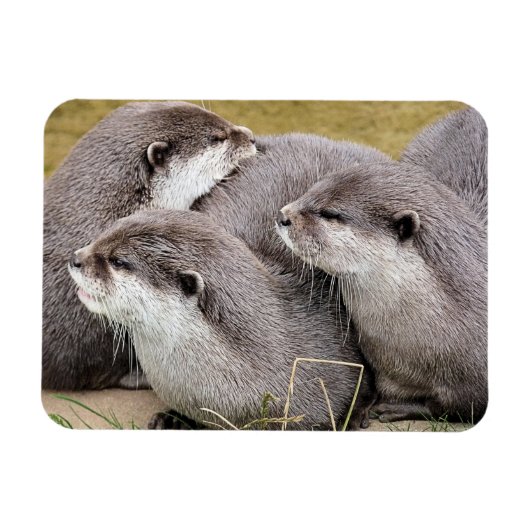 NIEDLICHE OTTERS MAGNET (Horizontal)