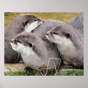 NIEDLICHE OTTERS POSTER