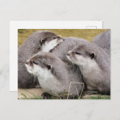 NIEDLICHE OTTERS POSTKARTE (Vorne/Hinten)