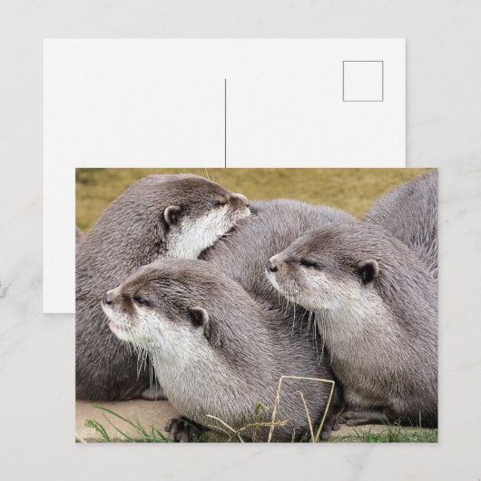 NIEDLICHE OTTERS POSTKARTE (Vorne/Hinten)