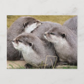 NIEDLICHE OTTERS POSTKARTE (Vorderseite)